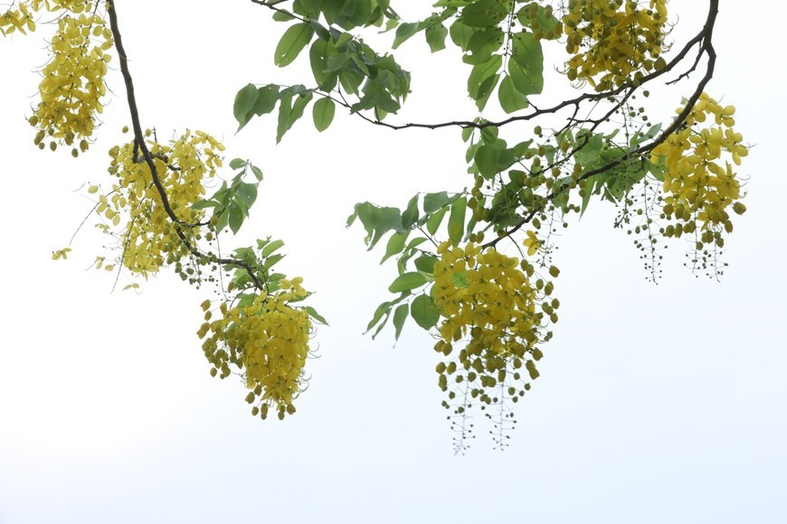 The golden shower flower is a member of the pea or legume family, which means that their seeds are contained in elongated pods. In the photo: Beautiful golden shower flowers 