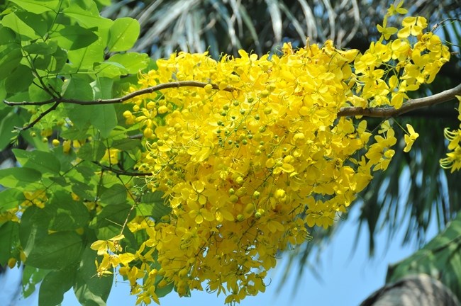 The flower is Thailand’s national flower. It is believed to bring good luck and carry hope for a better future thanks to its vivid color. The flower is in full bloom in early summer. 