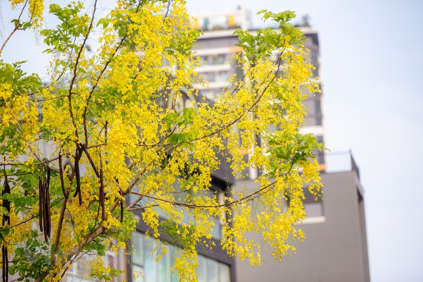 This time of year, the yellow shower flowers are a delight that brighten up the landscapes throughout the capital city of Hanoi.