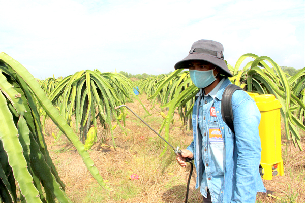 Nông dân xã Xuân Hưng, H.Xuân Lộc phun thuốc dưỡng trái thanh long Ảnh: L.AN