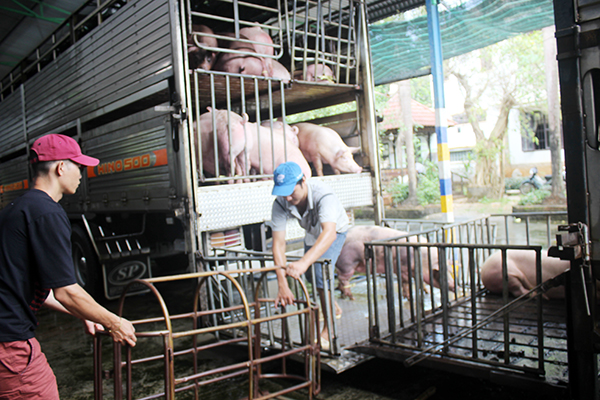 Lo khủng hoảng thị trường heo hơi