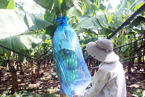Diện tích chuối xuất khẩu của Đồng Nai tăng nhanh vài năm trở lại đây. Trong ảnh: Thu hoạch chuối tại xã Thanh Bình, H.Trảng Bom. Ảnh: B.Nguyên