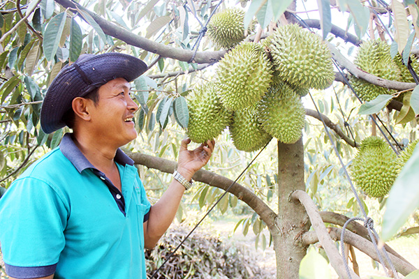 Đồng Nai có diện tích sầu riêng thuộc tốp đầu cả nước, diện tích cây trồng này vẫn đang tăng nhanh vì thị trường tiêu thụ tốt. Trong ảnh: Vườn sầu riêng của nông dân tại xã Phú Cường, H.Định Quán