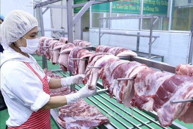 A woman arranges pork at a meat company. Pork prices remain high although live pig prices have fallen sharply – PHOTO: VNA