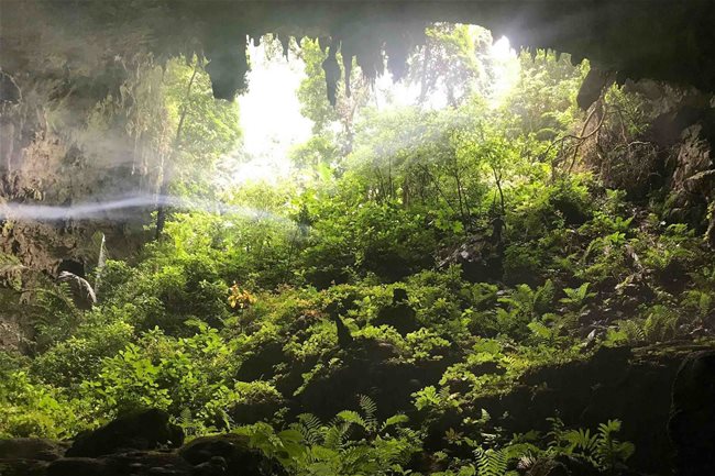 Plants at the entrance of another cave in Van Trinh