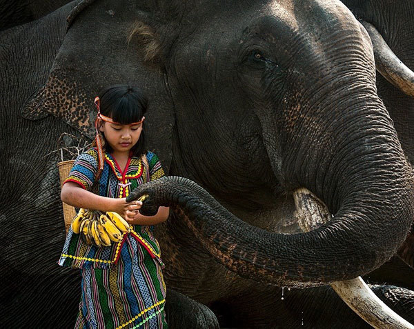 The third prize-winning Than Thien (Friendly) by Ton That Tuan Linh spotlights the beauty of a peaceful and friendly Vietnam.  The Yok Don National Park in the Central Highlands province of Dak Lak signed an agreement with the Animals Asia Foundation in 2018 to become the first unit in Vietnam committed to applying elephant-friendly tourism. The two sides pledged to shift the tourism model from riding elephants to coming to see elephants in their natural environment. The transition will see the elephants free to behave as they would in the wild, free to roam the park; bathe in mud, dust, and water; or graze as tourists watch on from a safe distance. Cruel mistreatment of the elephants will be eliminated, including the banning of their use for festival activities. The new tourism model will benefit elephant owners, mahouts, and the local community. 