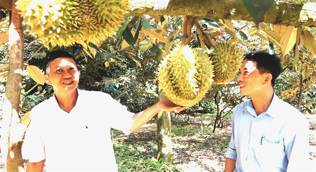Farmers in the southern province of Đồng Nai are happy with increasing durian prices. — VNA/VNS Photo Nguyễn Văn Việt