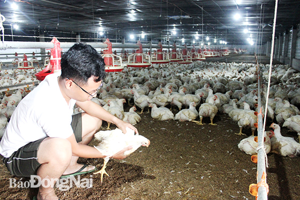 Các trại nuôi gà công nghiệp đang thua lỗ tiền tỷ. Trong ảnh: Trại gà công nghiệp tại H.Long Thành