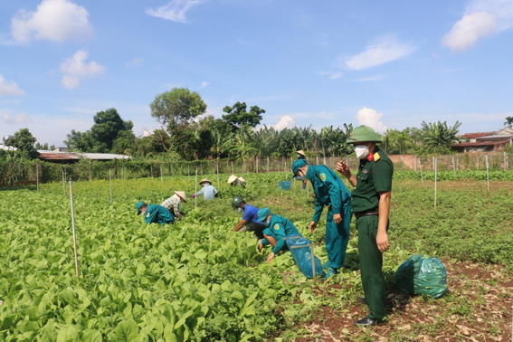 Lực lượng vũ trang H.Xuân Lộc giúp dân thu hoạch hoa màu
