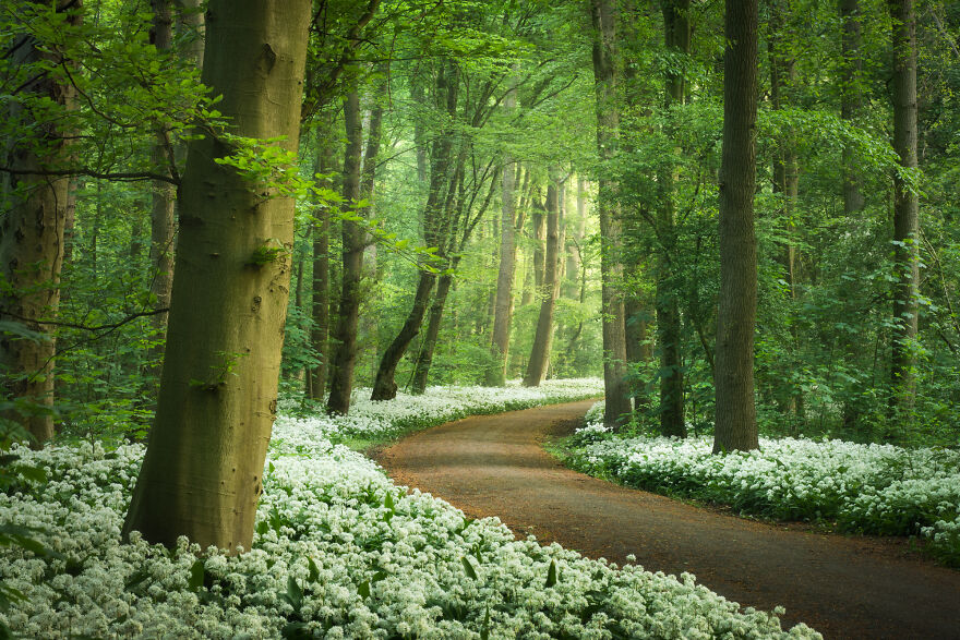 Some forests have completely white floors full of white garlic. And yes, it really does smell like garlic. But I like it.