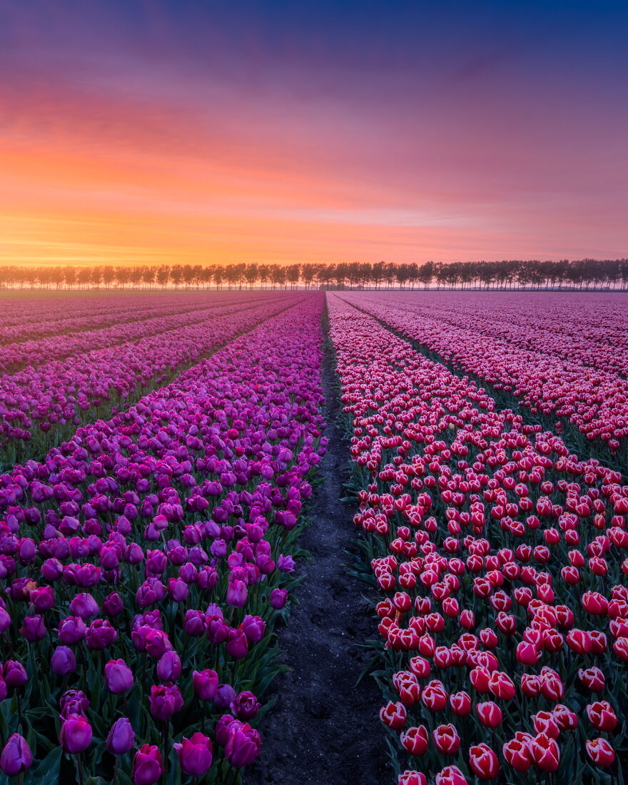 Lots of tulip fields around the country in April–May. 