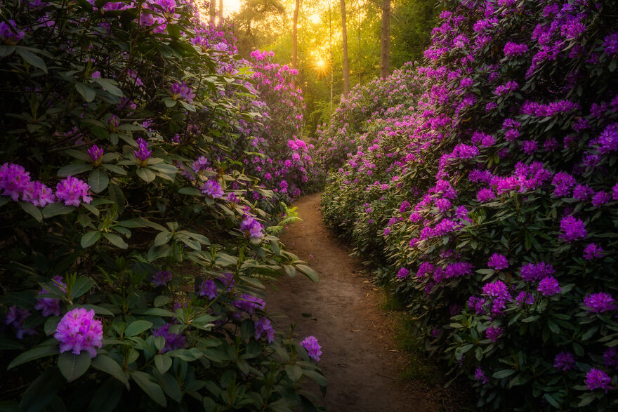 Some of our forests have many rhododendron flowers. They start to bloom at the end of May. When they’re at their peak, the color is beautiful and they smell extremely nice.