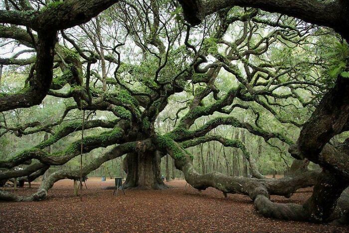 Angel Oak