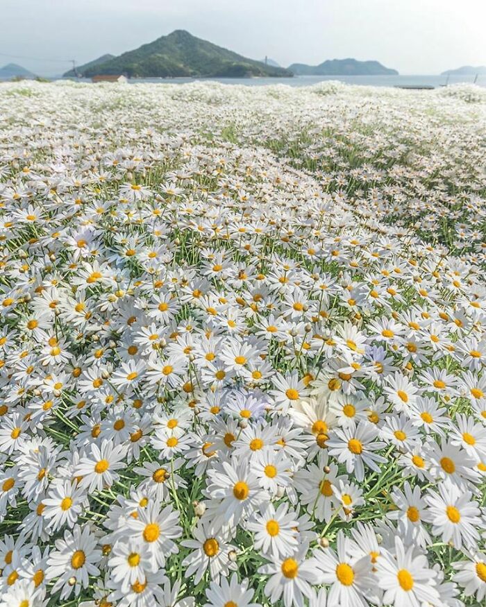 Daisy Carpet 