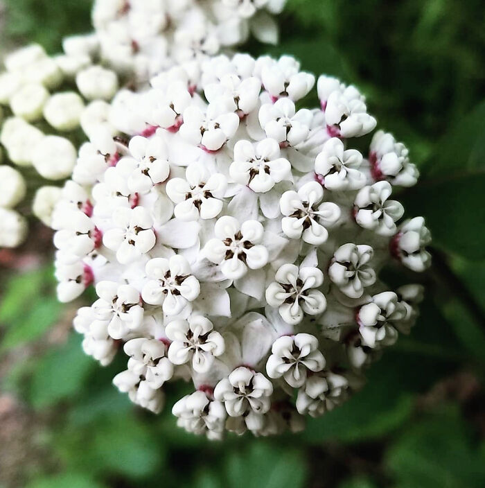 White Milkweed