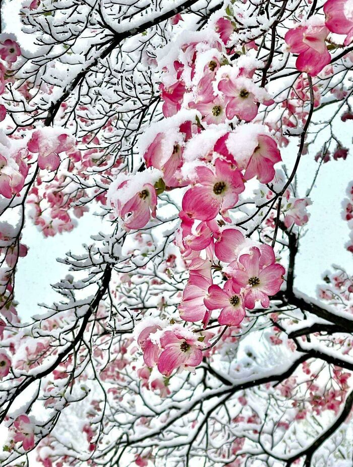 Pink Flowers