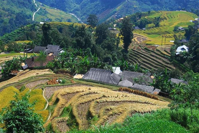 Hoang Su Phi district has a total area of about 3,700 hectares of terraced fields, spanning all 25 communes and towns, but the most beautiful and large-scale ones are mainly concentrated on an area of 1,380 hectares in 11 communes.