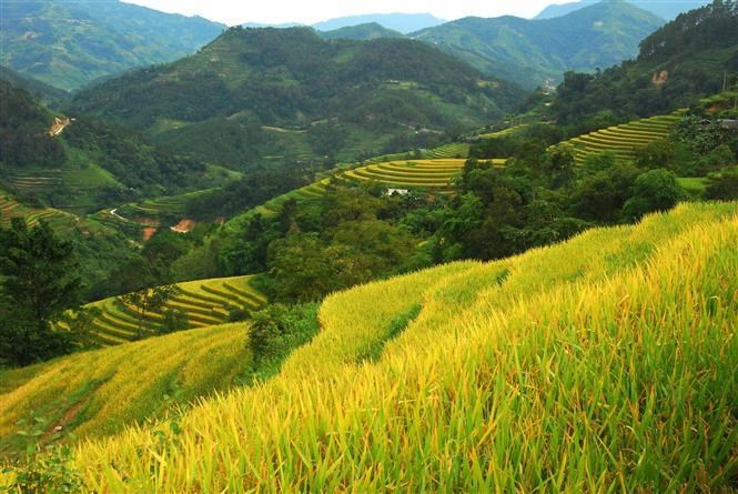 Not only a masterpiece of nature, Hoang Su Phi terraced fields are also an example of the labour and creativity of local ethnic minorities. From the available natural conditions and long-established production practices, they have overcome natural difficulties to create terraced fields that stretch along the craggy mountain slopes.