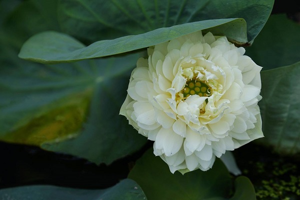 The blooming time for lotus ranges from April to July depending on areas. This is a white apple lotus, which is described as a vigorous and fruitful species, in Dien Ban town, Quang Nam province. The color of this lotus may change in accordance with the temperature and soil substance.