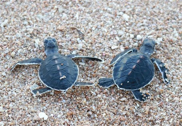 Baby turtles are released at Nui Chua National Park in the central province of Ninh Thuan.