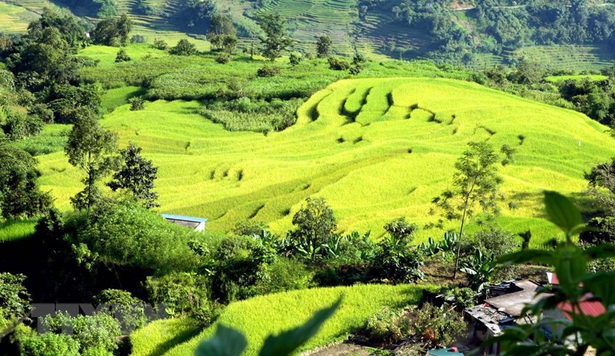 Charming golden terraces add quiet allure to Moi village which borders China. 