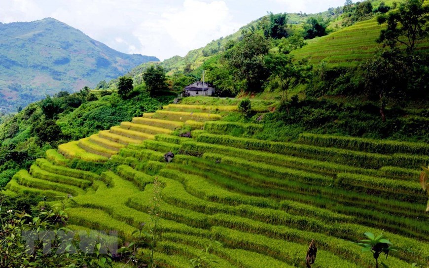 Si Lo Lau enters the rice harvest season when terraced rice fields ripen, creating beautiful yellow and green carpets. 