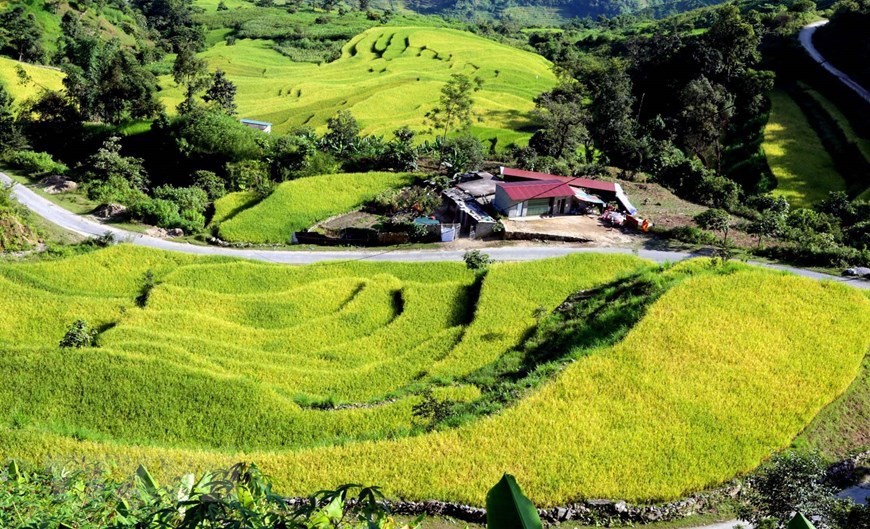 With yellow covered most of the terraces, locals surely enjoy a bumper crop.