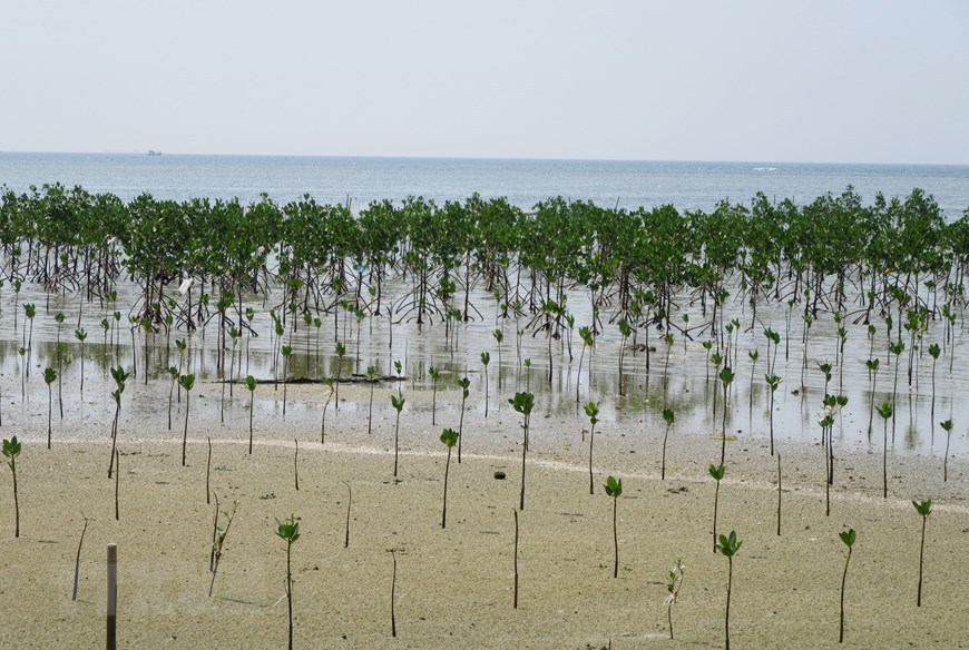 Mangrove trees are planted to recover Nui Chua Biosphere Reserve’s ecosystem. 