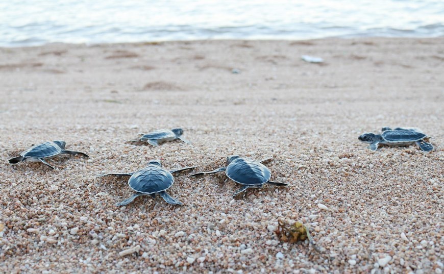 Sea turtles are released back into the nature at Nui Chua Biosphere Reserve. 