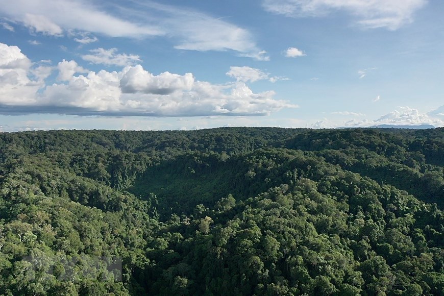 The fauna and flora in the core zone of Kon Ka Kinh National Park are diverse and abundant 