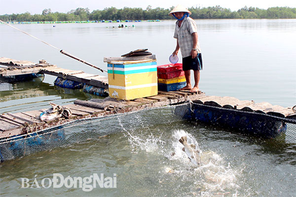 Nuôi cá nước lợ tại lưu vực sông Thị Vải thuộc H.Long Thành. Ảnh: L.An