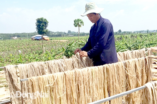 Sản phẩm sợi chuối của HTX Liên kết sản xuất và tiêu thụ nông sản sạch Thanh Bình