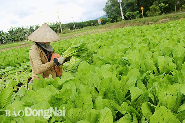 Thu hoạch rau tại xã Xuân Phú, H.Xuân Lộc