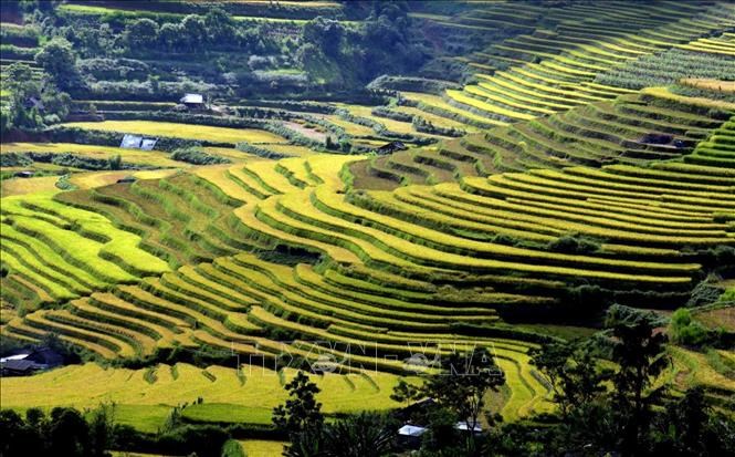 Terraced rice fields in Ta Leng attract tourists by their poetic beauty.