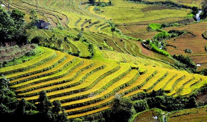 In the “pouring-water” season, when the fields have just been plowed and flooded with water, visitors will have the opportunity to admire the sparkling fields in the sunlight, the silvery white color of the newly poured water, the yellow color of the new field surface and the green color of the early transplanted fields.