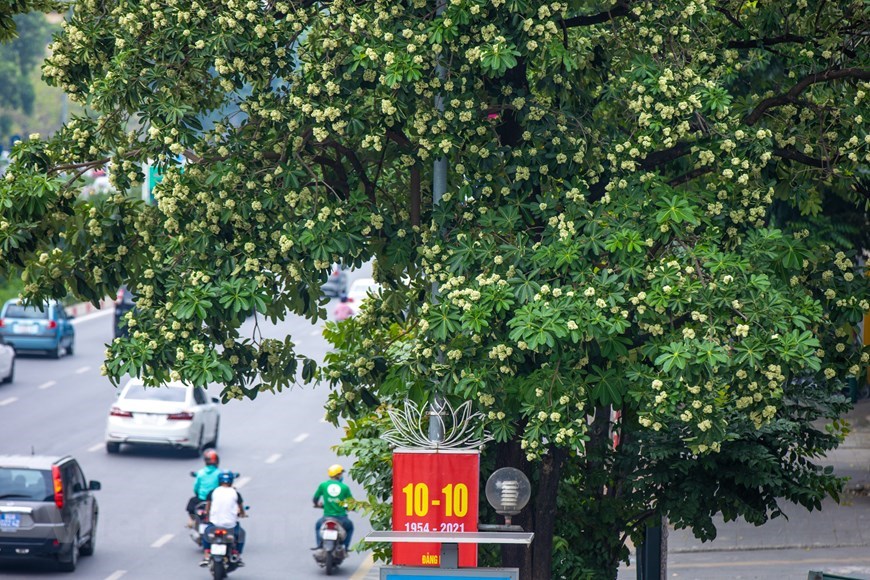 Hoa sua, considered a Hanoi icon, bloom in autumn and the heady fragrance is a season marker. 