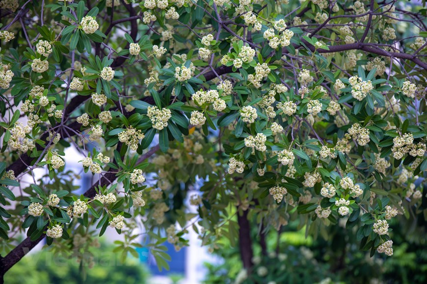 Many love the fragrance of white milk flowers, though some find it a little overwhelming at night, when it is at its strongest. 