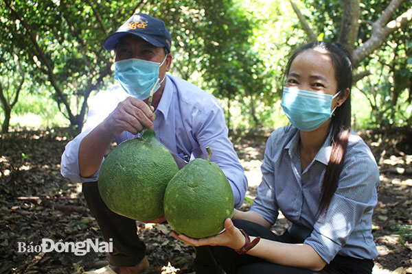 Ngoài là cán bộ Mặt trận cơ sở tích cực, ông Hoàng A Pẩu (trái) còn là nông dân sản xuất giỏi của TP.Long Khánh. Ảnh: Đoàn Phú
