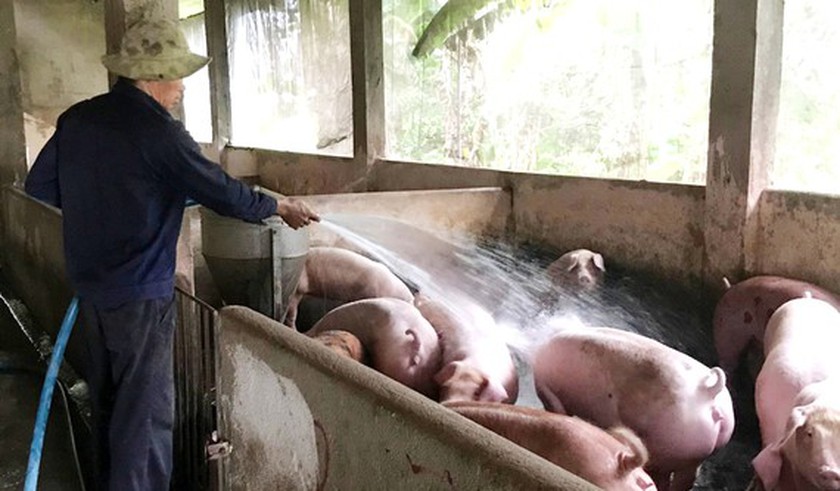 A pig-farming household in Xuan Loc District in Dong Nai Province. (Photo: SGGP)