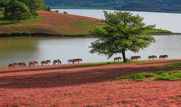 A famous hill in Da Lat (Photo: dulichvietnam.com.vn)