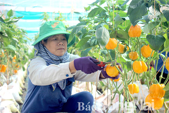 Mô hình ứng dụng công nghệ cao trồng rau sạch trong nhà màng tại Trang Trại Việt (H.Xuân Lộc). Ảnh: B.Nguyên