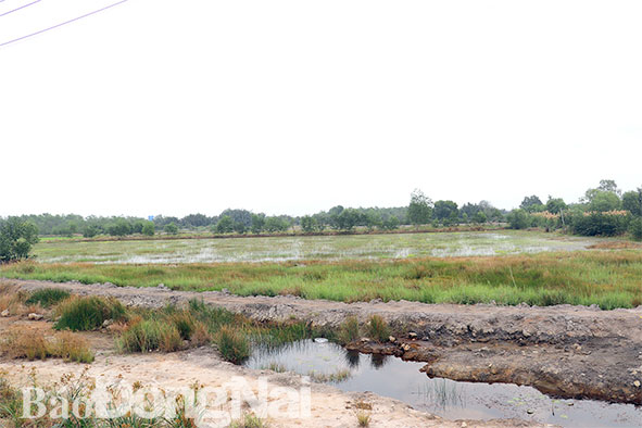 Dự án Làng Đại học: Hơn 10 năm vẫn nằm trên giấy