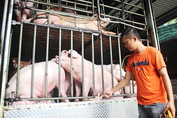 Tăng sức cạnh tranh cho chăn nuôi trong nước