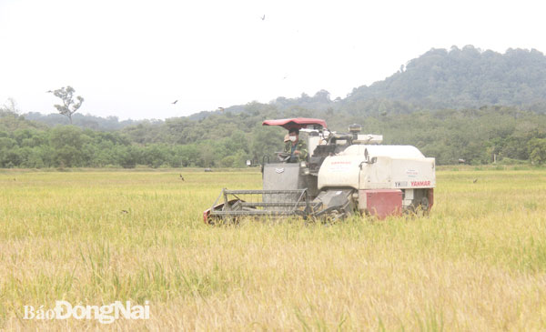 Đường sá mở rộng, máy gặt về đến tận ruộng lúa giúp người dân ấp 4, xã Tà Lài thu hoạch lúa. Ảnh: Thanh Hải