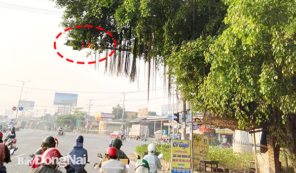 Đèn tín hiệu giao thông bị che khuất
