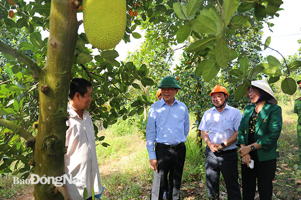 Bí thư Tỉnh ủy Nguyễn Hồng Lĩnh và đoàn công tác tìm hiểu mô hình trồng mít của gia đình ông Nguyễn Thanh Phước, xã Hưng Lộc, H.Thống Nhất