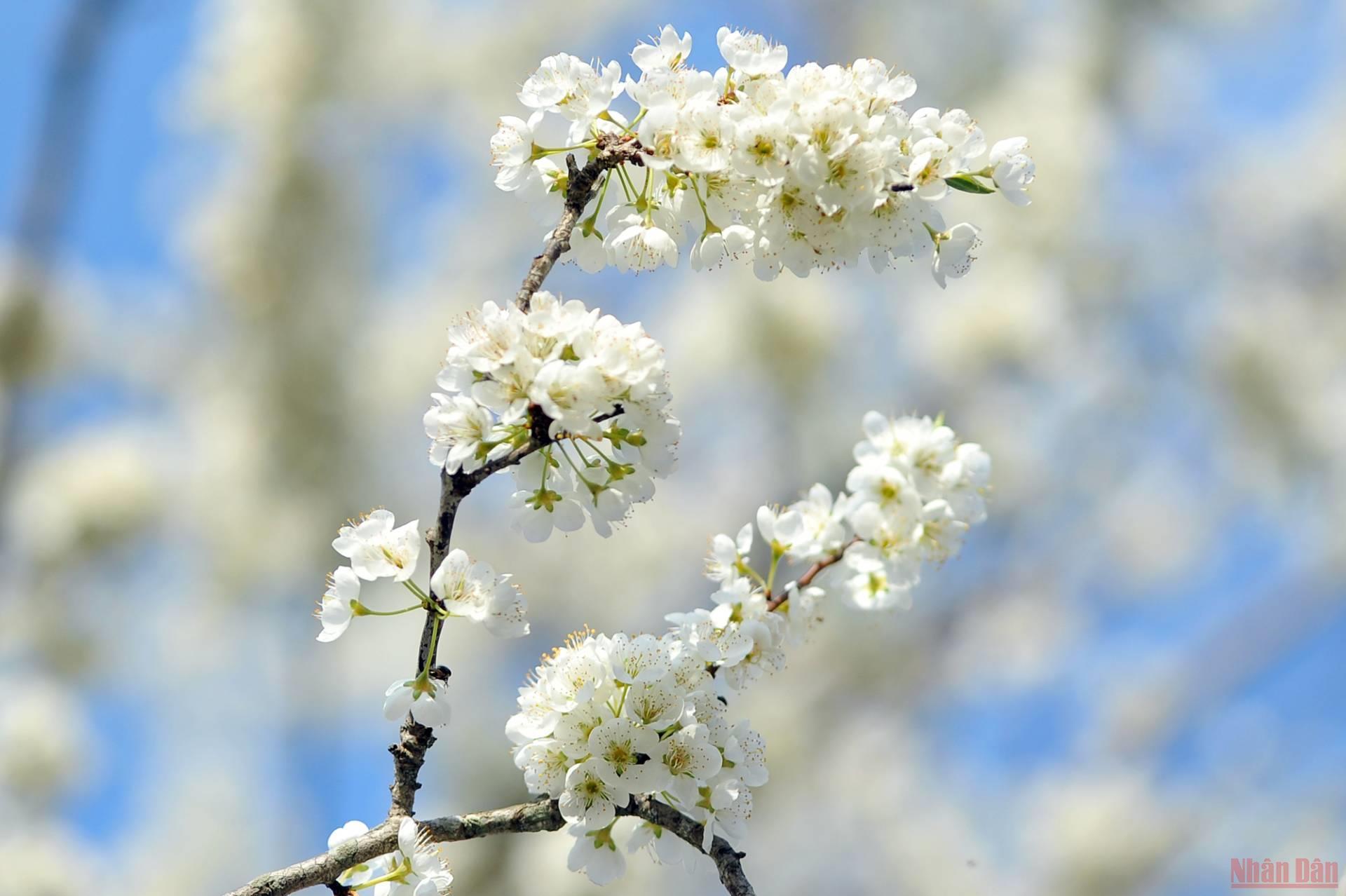 Plum flowers in Mu Nau usually bloom duing the period between New Year's Eve and Lunar New Year, the blooming only lasts about two weeks.