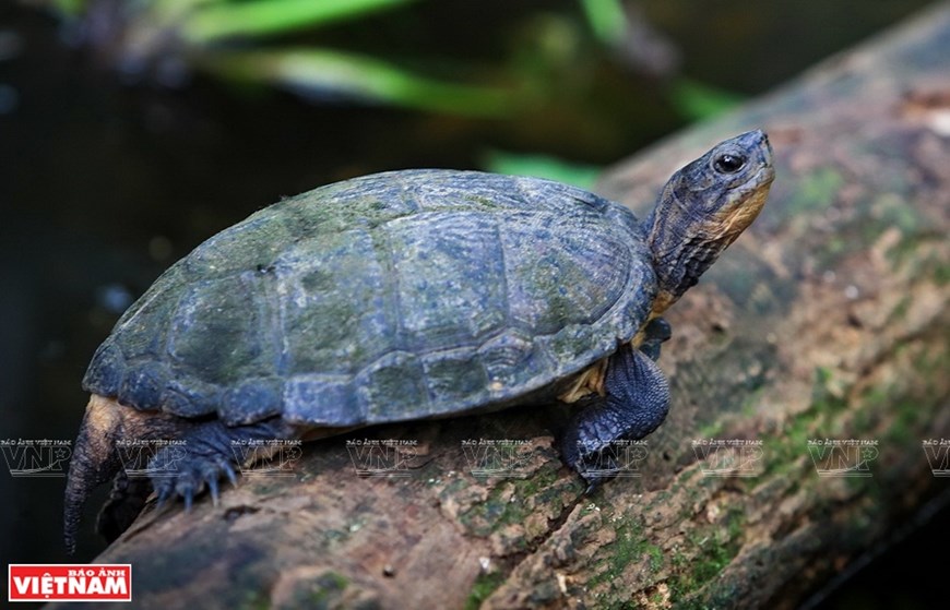 An Eastern Black-bridged Leaf Turtle in Cuc Phuong National Park. 