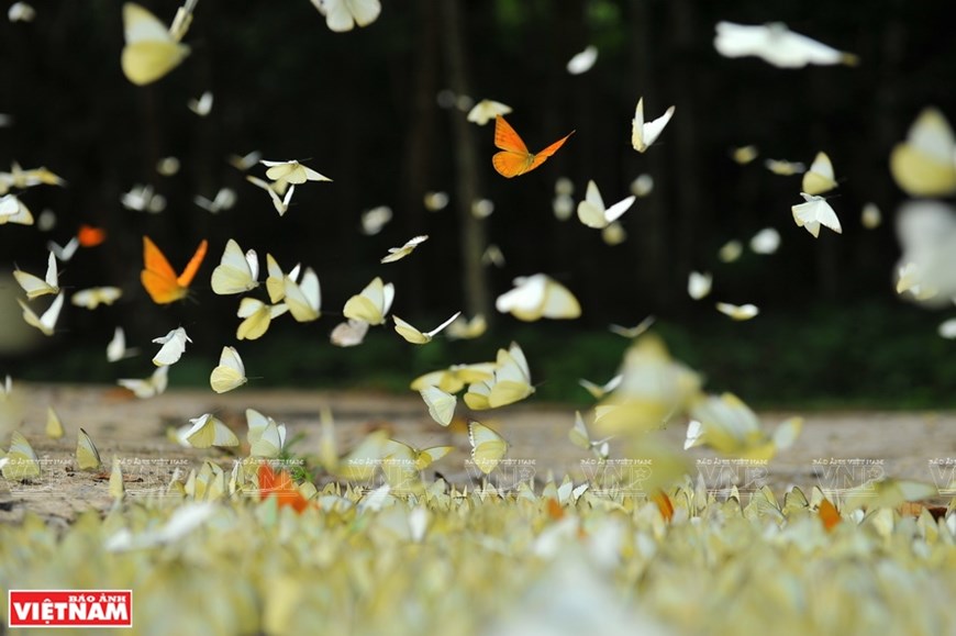 At the end of Spring and the beginning of Summer - late April to the middle of May - flights of butterflies fill the sky. 