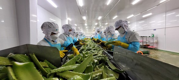 Processing aloe vera for export at GC Food Company in Dong Nai province (Photo tuoitre.vn)